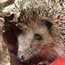 Why are hedgehog numbers declining?