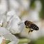 The 'weapon of mass destruction' that's killing honey bees