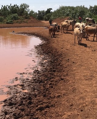 African lake water and local boy herding cattle