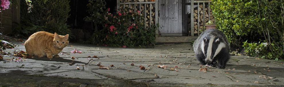 Cat and badger in a garden