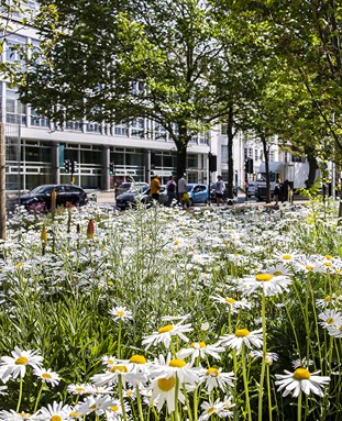 Flowers outside our City campus and city centre gardens