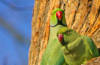 Invasive parrots: research highlights varied impacts