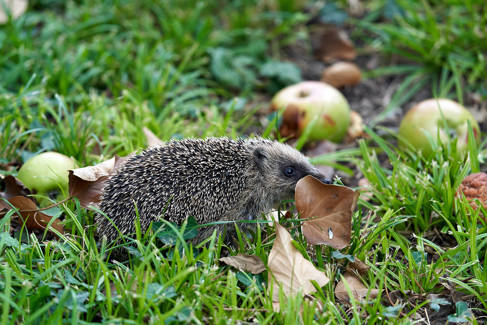 Hedgehog and apples on grass