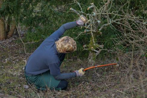 Volunteer at chalk grassland restoration sawing down tree