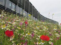 Wildflowers in front of the Checkland Building at Falmer